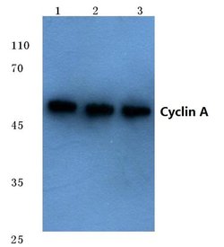 Invitrogen Cyclin A Polyclonal Antibody 100 &mu;L; Unconjugated:Antibodies,
