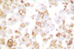 Invitrogen Cyclin F Polyclonal Antibody 100 &mu;L; Unconjugated:Antibodies,