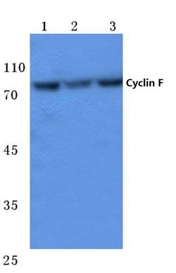 Invitrogen Cyclin F Polyclonal Antibody 100 &mu;L; Unconjugated:Antibodies,