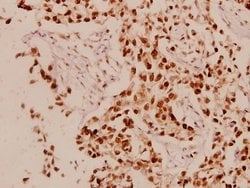 Invitrogen Cyclin L1 Polyclonal Antibody 100 &mu;L; Unconjugated:Antibodies,