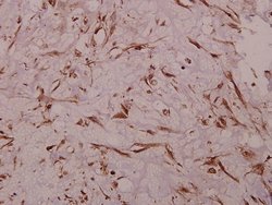 Invitrogen Sodium Channel Pan Polyclonal Antibody 100 &mu;L; Unconjugated:Antibodies,