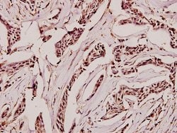 Invitrogen GAD65/GAD67 Polyclonal Antibody 100 &mu;L; Unconjugated:Antibodies,