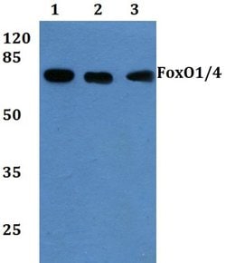 Invitrogen FOXO1/FOXO3/FOXO4 Polyclonal Antibody 100 &mu;L; Unconjugated:Antibodies,