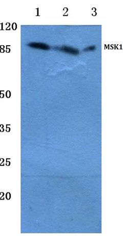 Invitrogen MSK1 Polyclonal Antibody 100 &mu;L; Unconjugated:Antibodies,