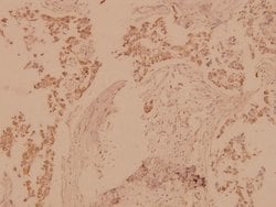 Invitrogen MST1/MST2 Polyclonal Antibody 100 &mu;L; Unconjugated:Antibodies,