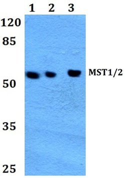 Invitrogen MST1/MST2 Polyclonal Antibody 100 &mu;L; Unconjugated:Antibodies,