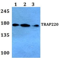 Invitrogen TRAP220 Polyclonal Antibody 100 &mu;L; Unconjugated:Antibodies,