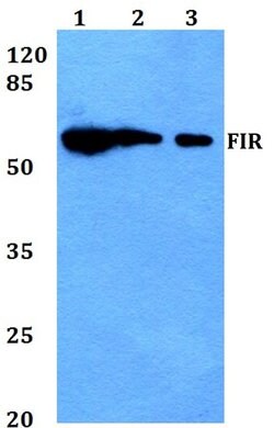 Invitrogen FIR Polyclonal Antibody 100 &mu;L; Unconjugated:Antibodies,
