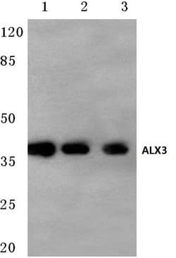 Invitrogen ALX3 Polyclonal Antibody 100 &mu;L; Unconjugated:Antibodies,