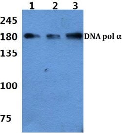 Invitrogen POLA1 Polyclonal Antibody 100 &mu;L; Unconjugated:Antibodies,