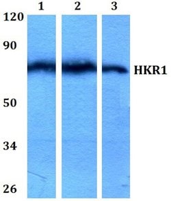 Invitrogen HKR1 Polyclonal Antibody 100 &mu;L; Unconjugated:Antibodies,