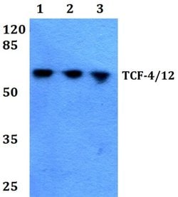 Invitrogen TCF4/TCF12 Polyclonal Antibody 100 &mu;L; Unconjugated:Antibodies,