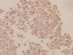 Invitrogen UBF-1 Polyclonal Antibody 100 &mu;L; Unconjugated:Antibodies,