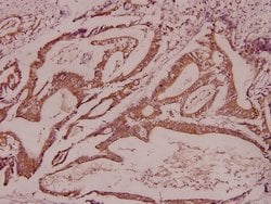 Invitrogen CDK11B Polyclonal Antibody 100 &mu;L; Unconjugated:Antibodies,