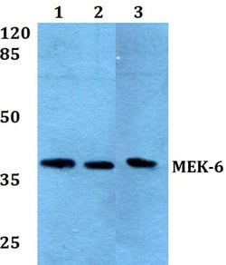 Invitrogen MEK6 Polyclonal Antibody 100 &mu;L; Unconjugated:Antibodies,