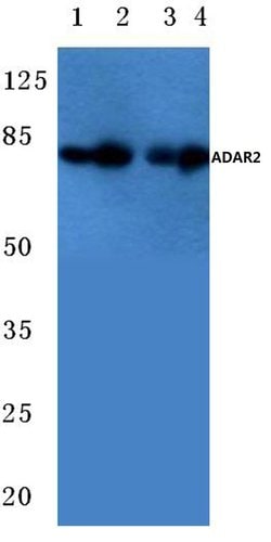 Invitrogen ADARB1 Polyclonal Antibody 100 &mu;L; Unconjugated:Antibodies,