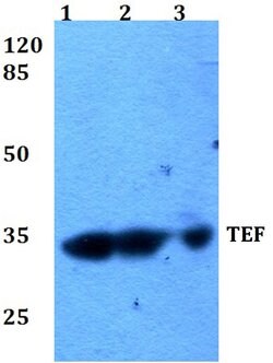 Invitrogen TEF Polyclonal Antibody 100 &mu;L; Unconjugated:Antibodies,