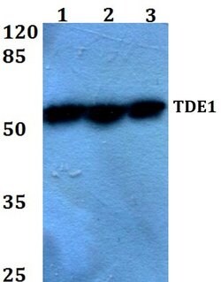 Invitrogen TDE1 Polyclonal Antibody 100 &mu;L; Unconjugated:Antibodies,