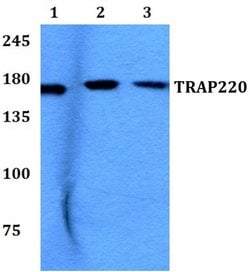 Invitrogen TRAP220 Polyclonal Antibody 100 &mu;L; Unconjugated:Antibodies,