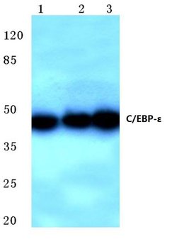Invitrogen C/EBP epsilon Polyclonal Antibody 100 &mu;L; Unconjugated:Antibodies,