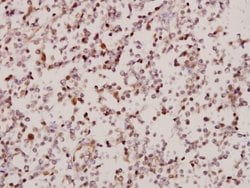 Invitrogen ARMX2 Polyclonal Antibody 100 &mu;L; Unconjugated:Antibodies,
