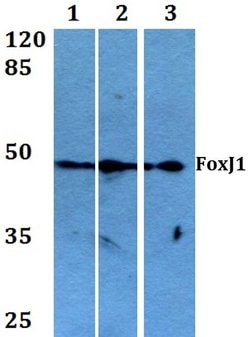 Invitrogen FOXJ1 Polyclonal Antibody 100 &mu;L; Unconjugated:Antibodies,