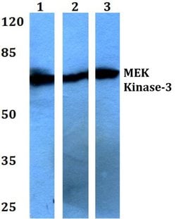 MEKK3 Rabbit anti-Human, Mouse, Rat, Polyclonal, Invitrogen 100 &mu;L;