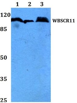 Invitrogen GTF2IRD1 Polyclonal Antibody 100 &mu;L; Unconjugated:Antibodies,