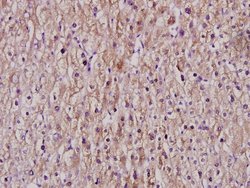 Invitrogen Cytochrome P450 Pan Polyclonal Antibody 100 &mu;L; Unconjugated:Antibodies,