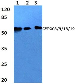 Invitrogen Cytochrome P450 Pan Polyclonal Antibody 100 &mu;L; Unconjugated:Antibodies,