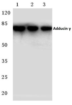 Invitrogen gamma Adducin Polyclonal Antibody 100 &mu;L; Unconjugated:Antibodies,