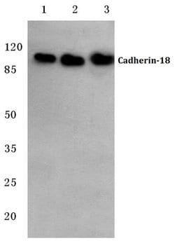Invitrogen CDH18 Polyclonal Antibody 100 &mu;L; Unconjugated:Antibodies,