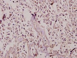 Invitrogen TAFII p135/p105 Polyclonal Antibody 100 &mu;L; Unconjugated:Antibodies,