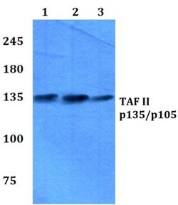 Invitrogen TAFII p135/p105 Polyclonal Antibody 100 &mu;L; Unconjugated:Antibodies,