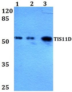 Invitrogen TIS11D Polyclonal Antibody 100 &mu;L; Unconjugated:Antibodies,
