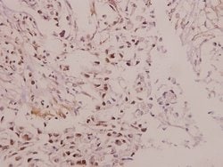 Invitrogen IRX1 Polyclonal Antibody 100 &mu;L; Unconjugated:Antibodies,