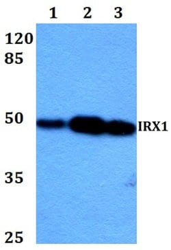 Invitrogen IRX1 Polyclonal Antibody 100 &mu;L; Unconjugated:Antibodies,
