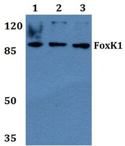 Invitrogen FOXK1 Polyclonal Antibody 100 &mu;L; Unconjugated:Antibodies,
