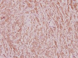 Invitrogen C/EBP zeta Polyclonal Antibody 100 &mu;L; Unconjugated:Antibodies,