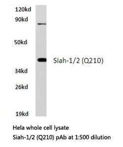 Invitrogen SIAH1/SIAH2 Polyclonal Antibody 100 &mu;L; Unconjugated:Antibodies,