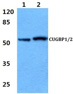 Invitrogen CUG-BP Polyclonal Antibody 100 &mu;L; Unconjugated:Antibodies,