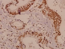 Invitrogen HES6 Polyclonal Antibody 100 &mu;L; Unconjugated:Antibodies,