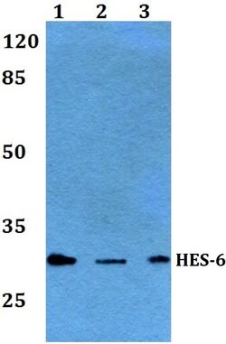 Invitrogen HES6 Polyclonal Antibody 100 &mu;L; Unconjugated:Antibodies,