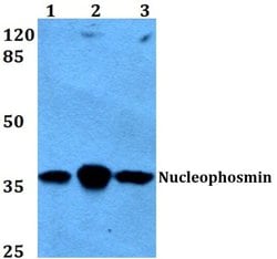 Invitrogen NPM1 Polyclonal Antibody 100 &mu;L; Unconjugated:Antibodies,