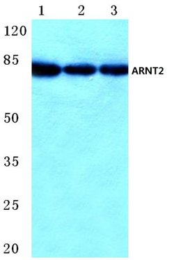 Invitrogen ARNT2 Polyclonal Antibody 100 μL; Unconjugated:Antibodies,