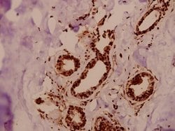 Invitrogen GTF3C3 Polyclonal Antibody 100 &mu;L; Unconjugated:Antibodies,