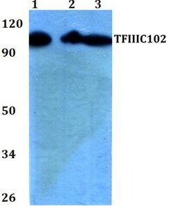 Invitrogen GTF3C3 Polyclonal Antibody 100 &mu;L; Unconjugated:Antibodies,