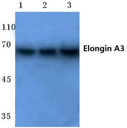 Invitrogen ELOA3 Polyclonal Antibody 100 &mu;L | Buy Online | Invitrogen&trade; | Fisher Scientific