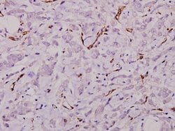 Invitrogen Laminin gamma-1 Polyclonal Antibody 100 &mu;L; Unconjugated:Antibodies,