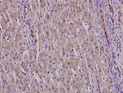 Invitrogen NFYC Polyclonal Antibody 100 &mu;L; Unconjugated:Antibodies,